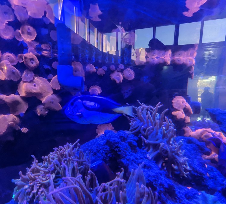cabrillo-high-school-aquarium-photo